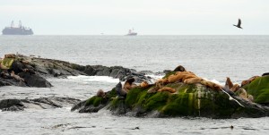 A self loading self dumping log barge is towed towards the west past the reserve. Where is this floating forest from? Where is it going?