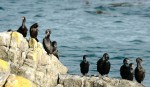 A group of pelagic gather on the leeward side of the island.