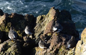 Sandpiper-like birds: durlin, surfbird and black turnstone