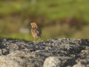 Another view of a savannah sparrow near the burial mounds by the marine science centre