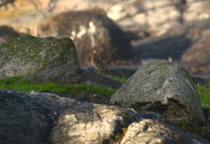 A savannah sparrow near the burial mounds by the marine science centre