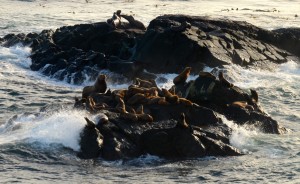 A group of steller and california sea lions get bashed by the waves on the south islands.