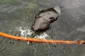 A male elephant seal making a splash.