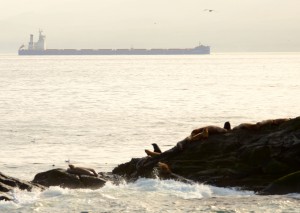 A tanker passes by south of Race Rocks. Nov. 7, 2014. Photo by Nick Townley