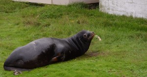 It looks like I'm not the only one excited about the arrival of the new desalinator pump.  This California sea lion spent the whole day in the middle of the island.