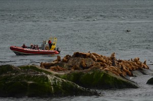 whale watching boat near sealions on south islands