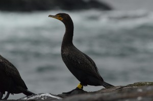DSC_6938 banded cormorant