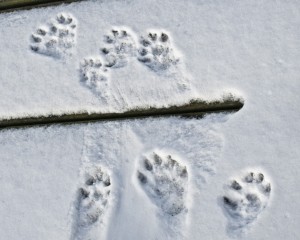 ottertrack