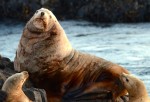 This large steller sea lion was the boss of the rock, barking at anything that came near it.