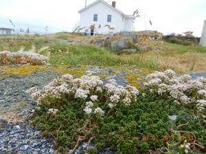 Englishstonecrop