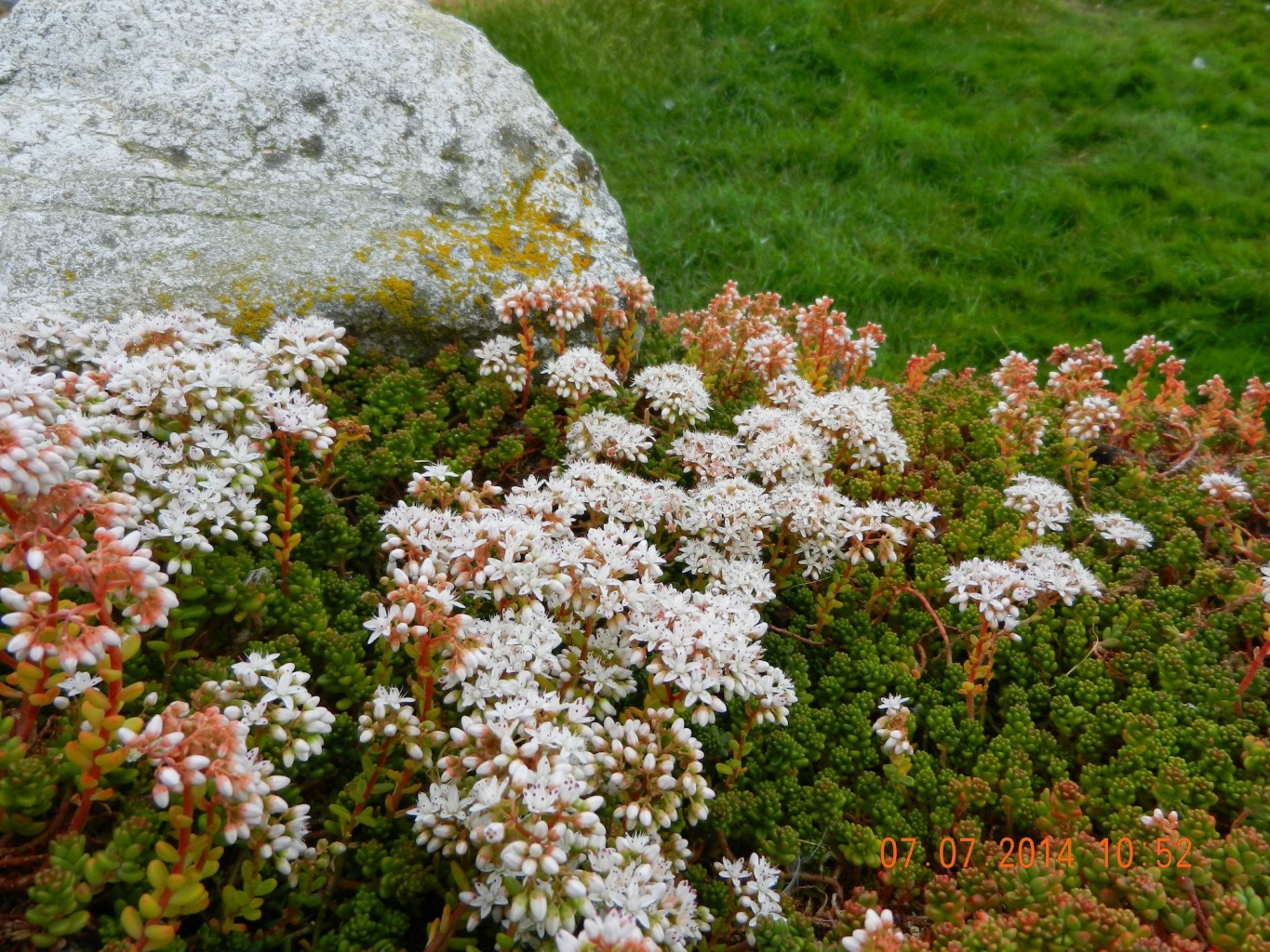 stonecrop