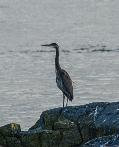 heron feb 18