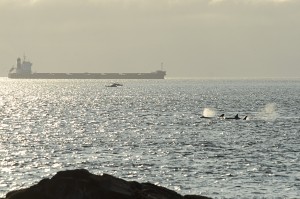 orca and george feb 15
