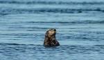 sea otter feb22-15