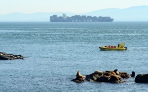 A whale watching boat gets up close to a group of sea lions on the South Islands. In the background a large container ship, the 334mx43m CMA CGM Cendrillon, passes within 4km of Race Rocks on its way to Seattle. Feb 4, photo by Nick Townley