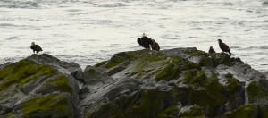 Five bald eagles perch on the South Islands.