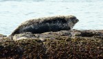 A harbour seal blends in with the rock, barnacles and intertidal plants.