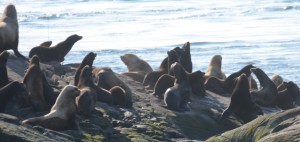 Antenna just visible in top left, boat below sea lions.