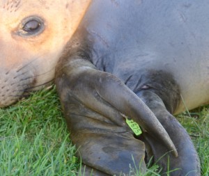 The seal on the right is a female with left tag #7625.