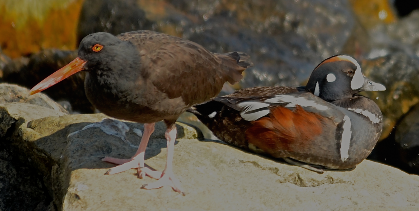 Two charismatic species, a Black Oystercatcher and a Harlequin Duck share a rock.