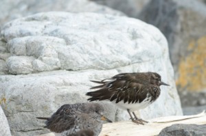 The Back Turnstone was one of the many species of shorebirds shown in yesterday's mystery photo. Easy to distinguish from Surfbird when they are side by side.