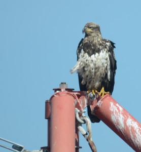 This juvenile Bald Eagle almost had the look of a Red-tailed Hawk. Thanks to Dick Cannings for identification confirmation.