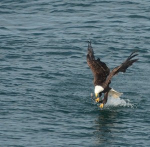 It was a right "hand" catch, transferred to both feet and then tucked up under to the tail to hide it from sight.