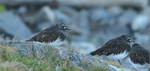 Black Turnstones in all their summer finery.