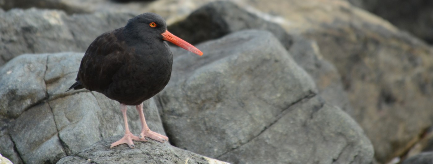 The toe-crossing Black Oystercatcher.