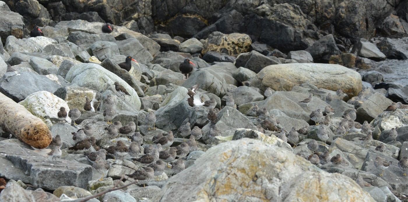 A mixed species flock of shorebirds rests on Race Rocks in the lee of the Light Tower and main house. How many species and how many birds? More hints (photos) to follow on the different species.