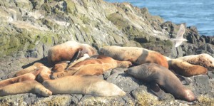 Stellers Sealions hauled out on South Islets. Note the young, branded animal # 460Y, one up from bottom left.