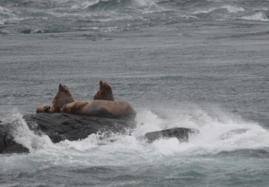 This is a day when having blubber really makes sense.