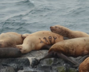 Female Steller's (or Northern) Sealion # 120Y. This animal was born in northern California and will be 13 years old this summer.