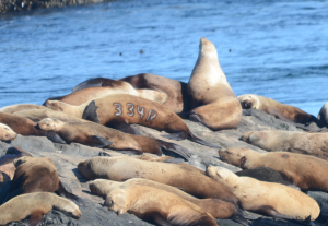 Northern or Steller's Sealions hauled out on South Islets,  a female born in southern Oregon, branded with #334R is visible.