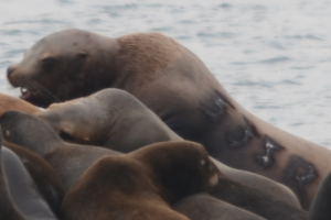 A branded sea lion interacting with haul-out mates on South Seal Islands.