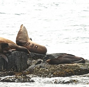 Steller's Sealion # 603R is an eight year old male branded in Oregon, near the California border.