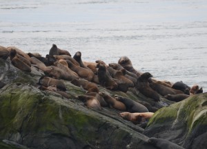 Sealions hauled out on the south islet. 533R is in the middle of the back row.