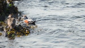 What a difference between drake and hen. These 'white water' birds nest in the mountains by rushing streams and rivers.