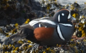 Male Harlequin Duck sitting on rockweed in the inter-tidal. 