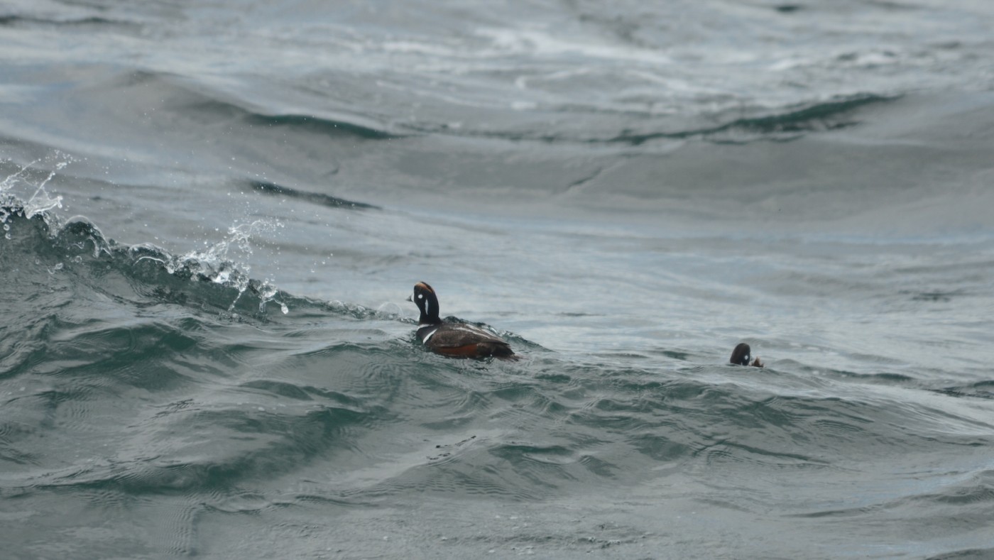 harlequin ducks are also supreme under-water swimmers and