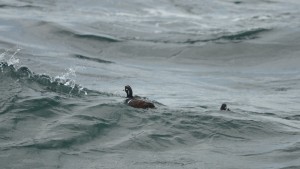 Harlequin Ducks are also supreme under-water swimmers and specialize in white water: in rushing  mountain rivers and streams in breeding season and in the sea the rest of the time.