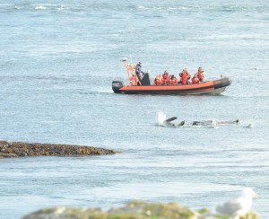 "Whale watchers" and sea lions that just woke up.