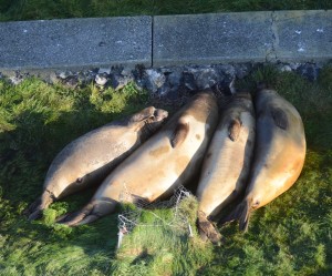 Four Northern Elephant Seals like peas in a pod, next to the walkway to my house with their tails in the goose exclusion cage.