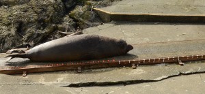 A very cooperative "pose" for length measurements. Note the little tail up in the air between the rear flippers.