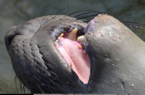 Dentition changes with age and can be a health indicator. Say ah.