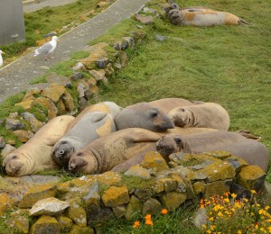 Northern Elephant Seals hauled out near the desalination building.