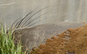 This female is shedding her  skin along with the very short fur and will also moult her whiskers.