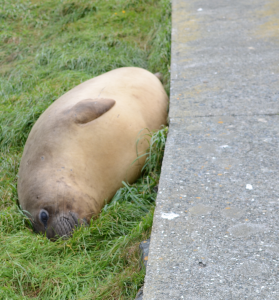 Female Northern Elephant Seal huddles up to sidewalk.