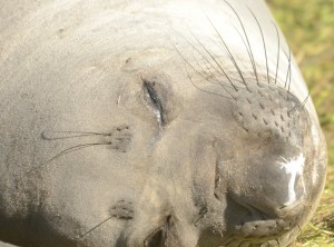 This female elephant seal has moutled her facial hair and skin, revealing a soft looking gray fuzz. Note that the "whiskers" and "eyebrows" are also moulting. These are important sensory hairs called vibrissae.