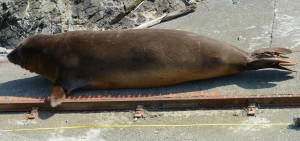 Male elephant seal entering the "measuring device".